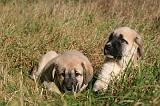 KANGAL 074